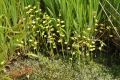 Utricularia praeterita